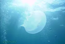 seas jellyfish 2848x2136 wallpaper Art HD Wallpaper